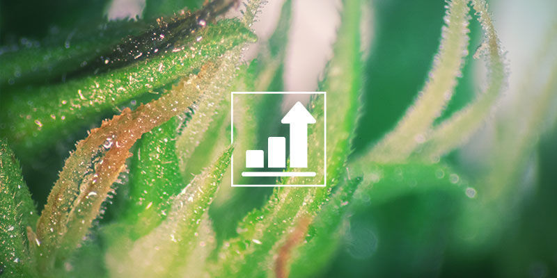 Sokerit vaikuttavat suoraan kasvuun ja kukintojen muodostumiseen SUGARS DIRECTLY IMPACT CANNABIS GROWTH AND BUD PRODUCTION