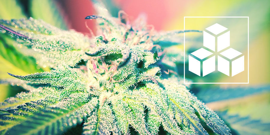 Sokerin rooli kannabiskasveissa Sokerin rooli kannabiskasveissa