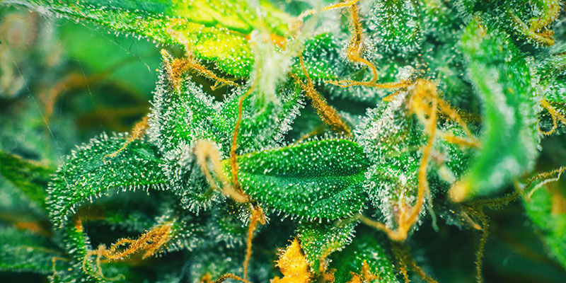 Mitä sokeri on (kannabikseen liittyen)? Mitä sokeri on (kannabikseen liittyen)?