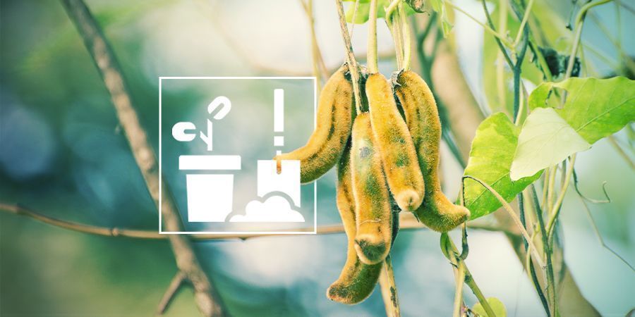 GROWING MUCUNA PRURIENS GROWING MUCUNA PRURIENS