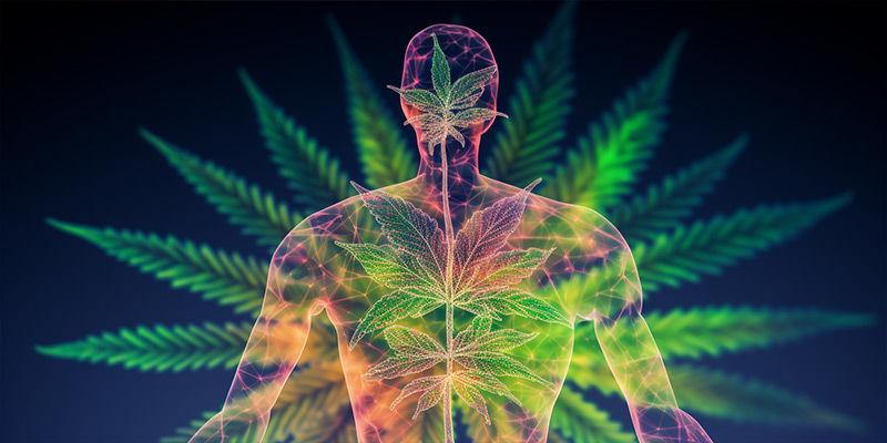 Mitä odottaa CBD:tä käyttäessä Mitä odottaa CBD:tä käyttäessä