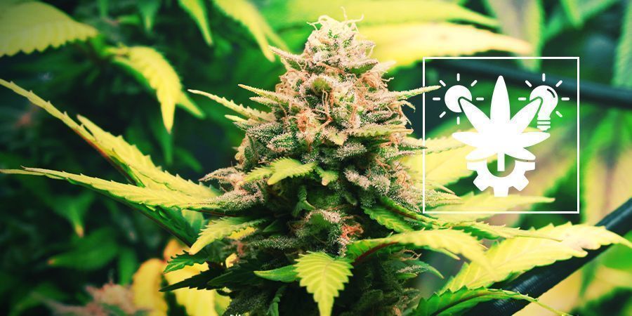 Kuinka kasvattaa Autoflower-lajikkeita: kattava opas Kuinka kasvattaa Autoflower-lajikkeita: kattava opas