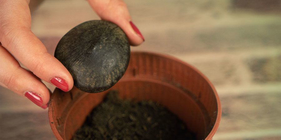 African Dream -yrtin kasvattaminen GROWING AFRICAN DREAM HERB