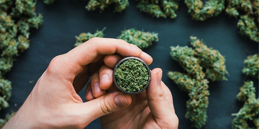 Kannabiksen siemenet Kannabiksen siemenet
