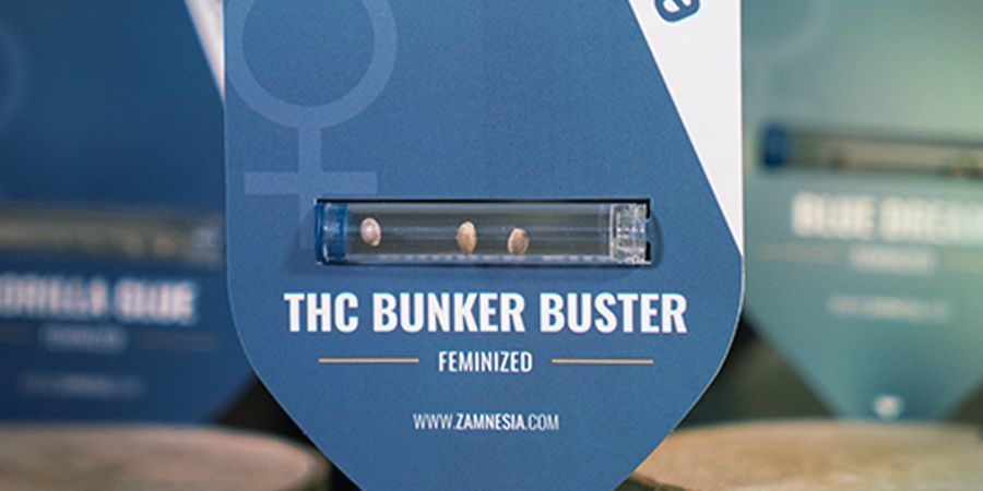 Uudet kannabiksen siemenkampanjat joka kuukausi Uudet kannabiksen siemenkampanjat joka kuukausi Zamnesia