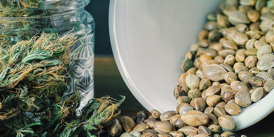 Zamnesia ilmaiset kannabiksen siemenet -kampanja Zamnesia Free Cannabis Seeds Promotion