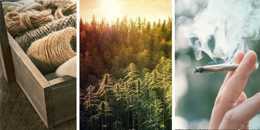Hampun, marihuanan ja kannabiksen erot Hampun, marihuanan ja kannabiksen erot