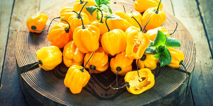 Habanero Pepper Habanero Pepper