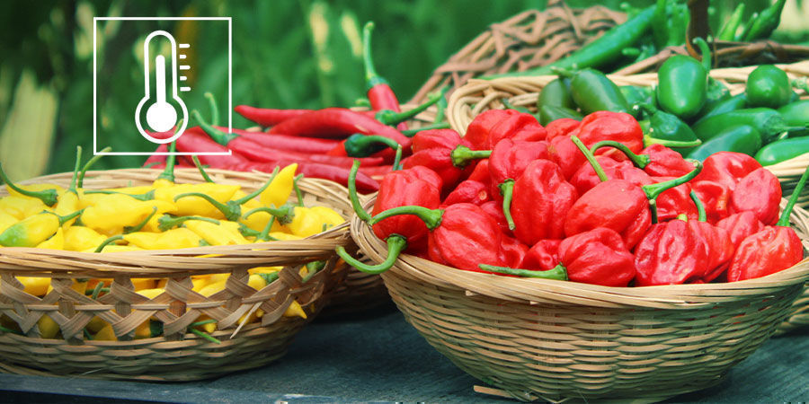Scoville-asteikko selitettynä Scoville-asteikko selitettynä