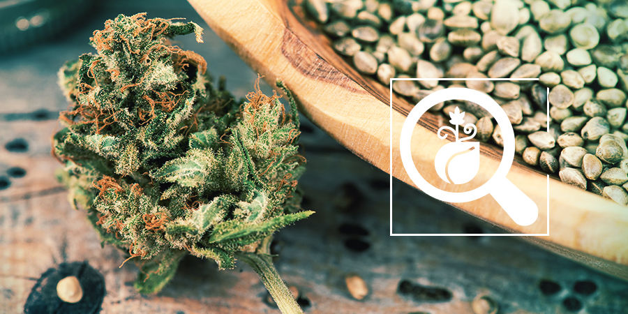 Kannabiksen Seedfinder: valitse parhaat kannabiksen siemenet Cannabis Seedfinder: Select The Best Cannabis Seeds