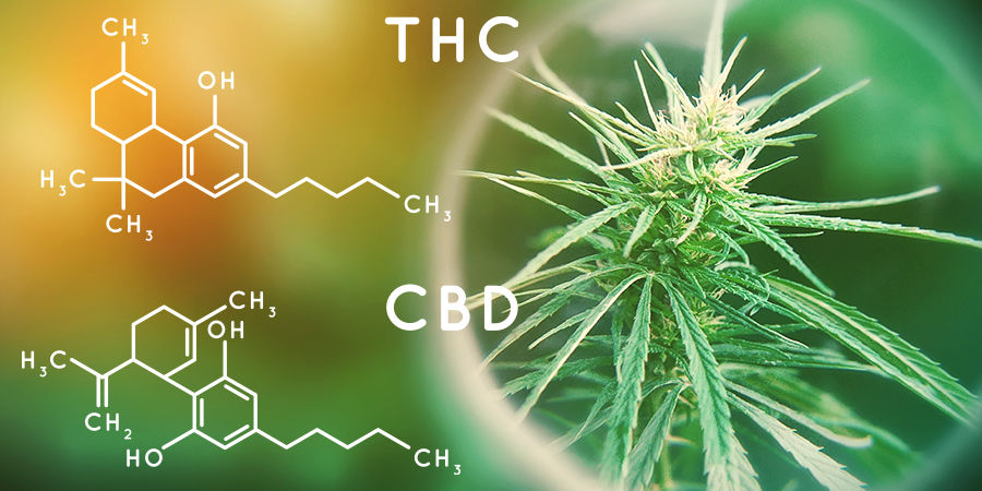 Kannabinoidipitoisuus Cannabis Seedfinder: Kannabinoidipitoisuus