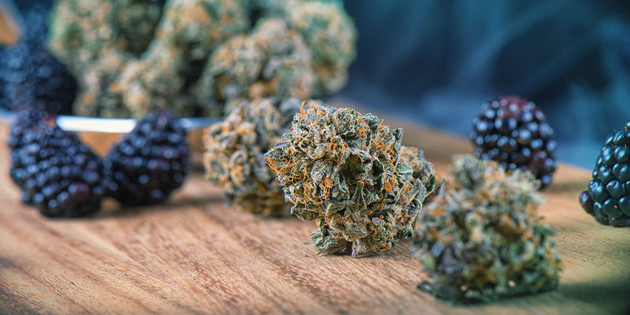 Kannabiksen maut Cannabis Seedfinder: Cannabis Flavours