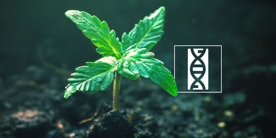Kannabiksen siementen genetiikka Cannabis Seedfinder: Cannabis Seed Genetics
