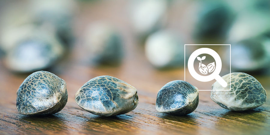 Kannabiksen siementen valikoima Cannabis Seedfinder: Cannabis Seed Variety