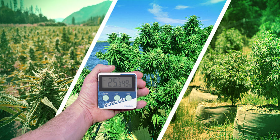 Ilmasto Cannabis Seedfinder: Climate