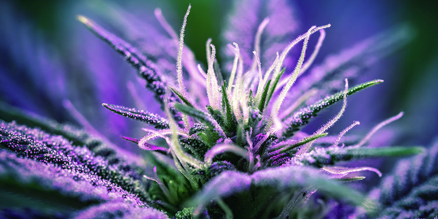 Kukinta-aika Cannabis Seedfinder: Flowering Time