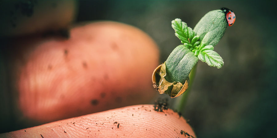 Kasvatuskokemus Cannabis Seedfinder: Growing Experience