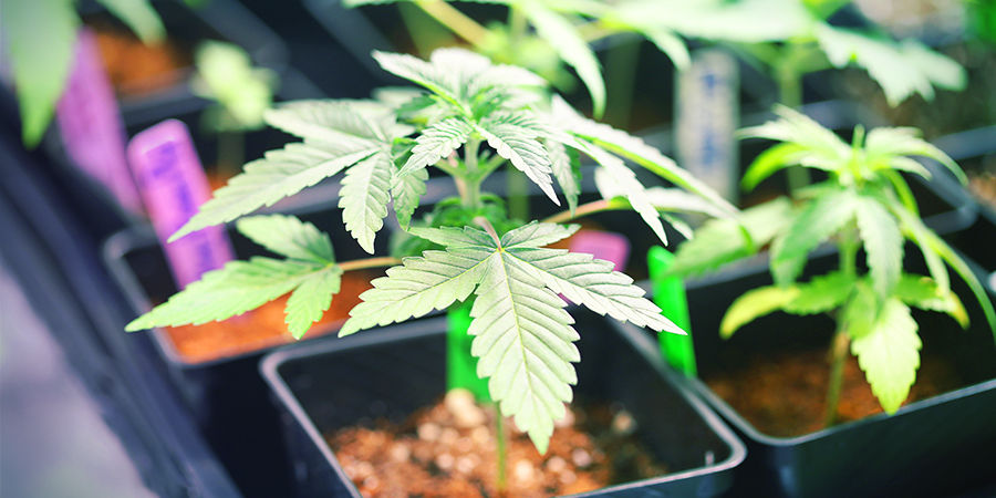 Kasvutila Cannabis Seedfinder: Growing Space