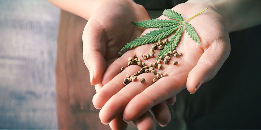 Kuinka löydät parhaat kannabiksen siemenet Kuinka löydät parhaat kannabiksen siemenet