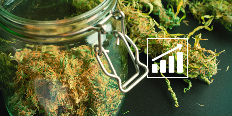 Huomio kannabiksen sadosta Cannabis Seedfinder: Huomio kannabiksen sadosta