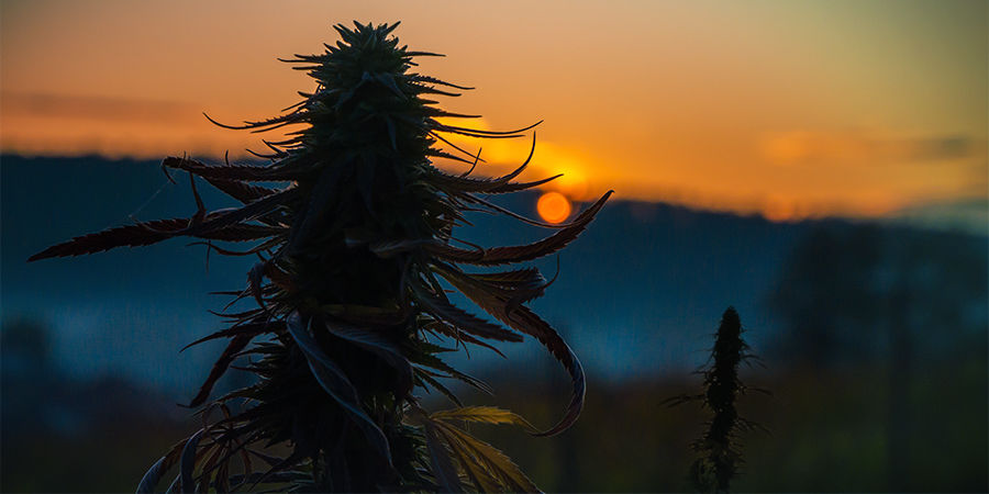 Kasvin koko Kannabiksen siementen etsijä: Kasvin koko