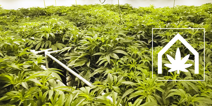 Kuinka luoda ja ylläpitää täydellinen kannabiksen kasvatustila Kuinka luoda ja ylläpitää täydellinen kannabiksen kasvatustila