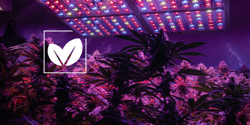 Kuinka teet kannabiksen kasvatustilastasi mahdollisimman ekologisen Kuinka teet kannabiksen kasvatustilastasi mahdollisimman ekologisen