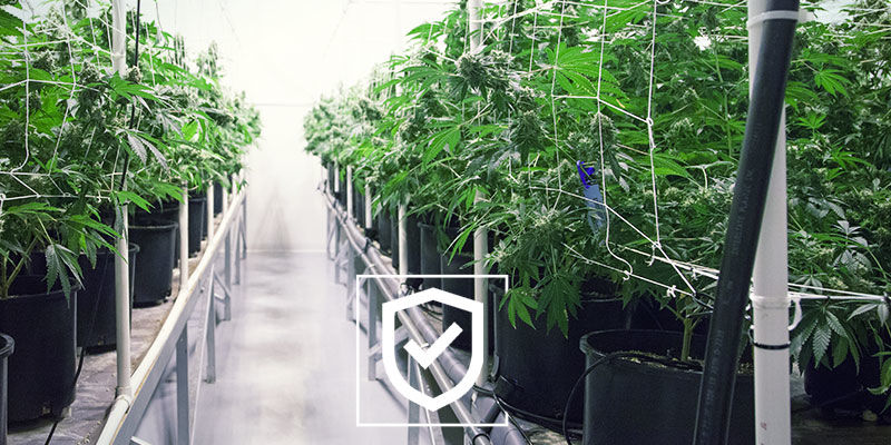 Pidä kannabiksen kasvatusalue mahdollisimman turvallisena Pidä kannabiksen kasvatusalue mahdollisimman turvallisena