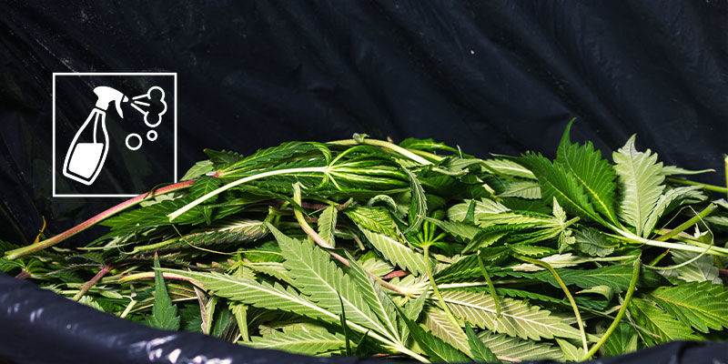 Varmista, että kannabiksen kasvatusalueesi on mahdollisimman puhdas Varmista, että kannabiksen kasvatusalueesi on mahdollisimman puhdas