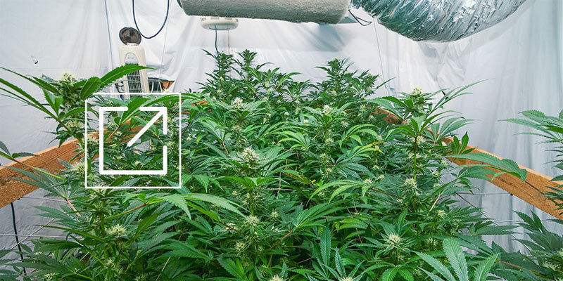 Hyödynnä kannabiksen kasvatustila maksimaalisesti Hyödynnä kannabiksen kasvatustila maksimaalisesti