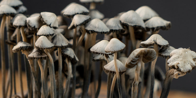 Kasvata Copelandia Hawaiian -taikasienten kasvatussarjoja