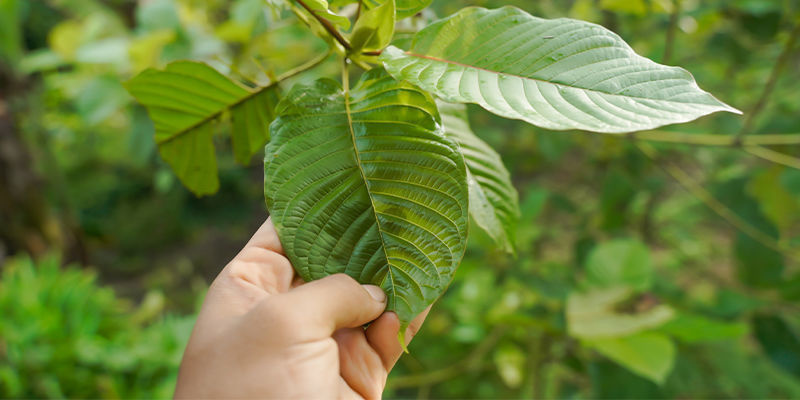 Mikä on kratom? Mikä on kratom?