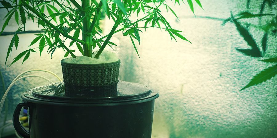 Mit&auml; on kannabiksen vesiviljely?