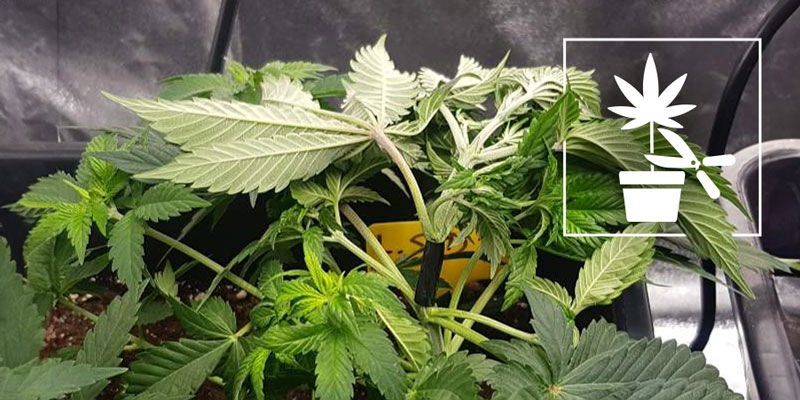 Kattava aloittelijan opas erilaisiin kannabiskasvien koulutustekniikoihin Kattava aloittelijan opas erilaisiin kannabiskasvien koulutustekniikoihin
