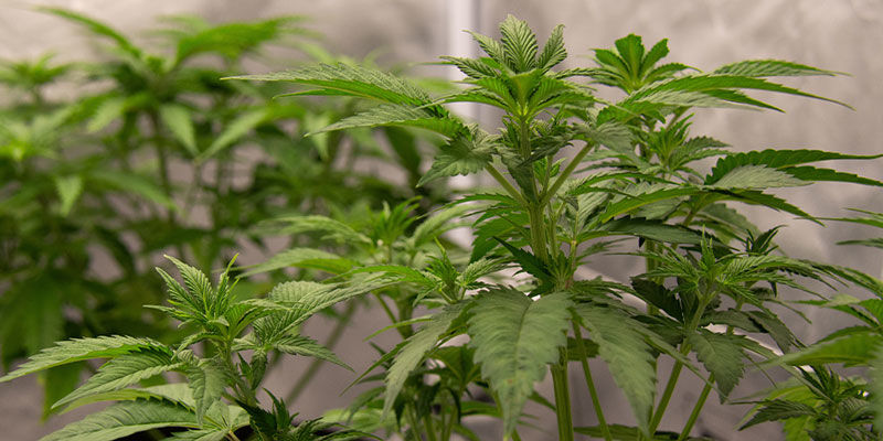 Miksi kannabiskasveja koulutetaan Why people train their cannabis plants
