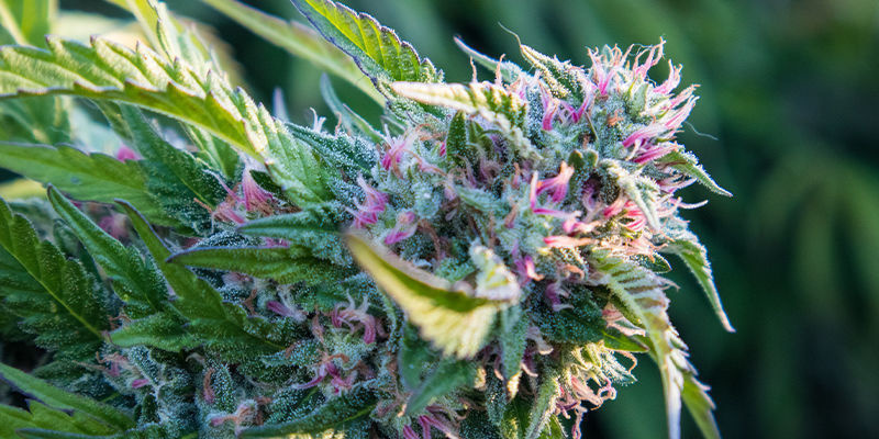 F1-kannabishybridien edut F1-kannabishybridien edut