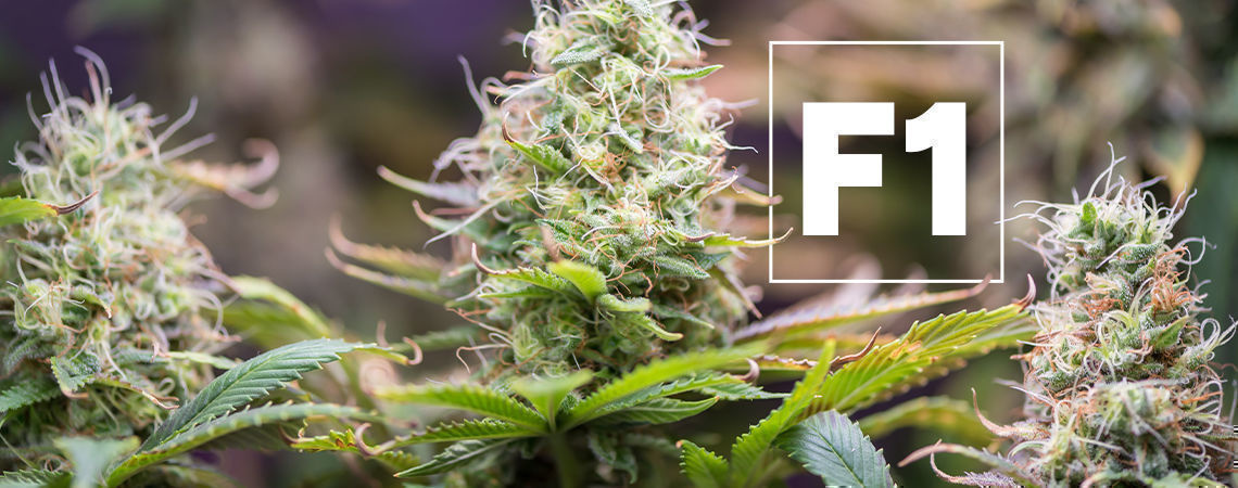F1 Cannabis Hybrids F1 Cannabis Hybrids