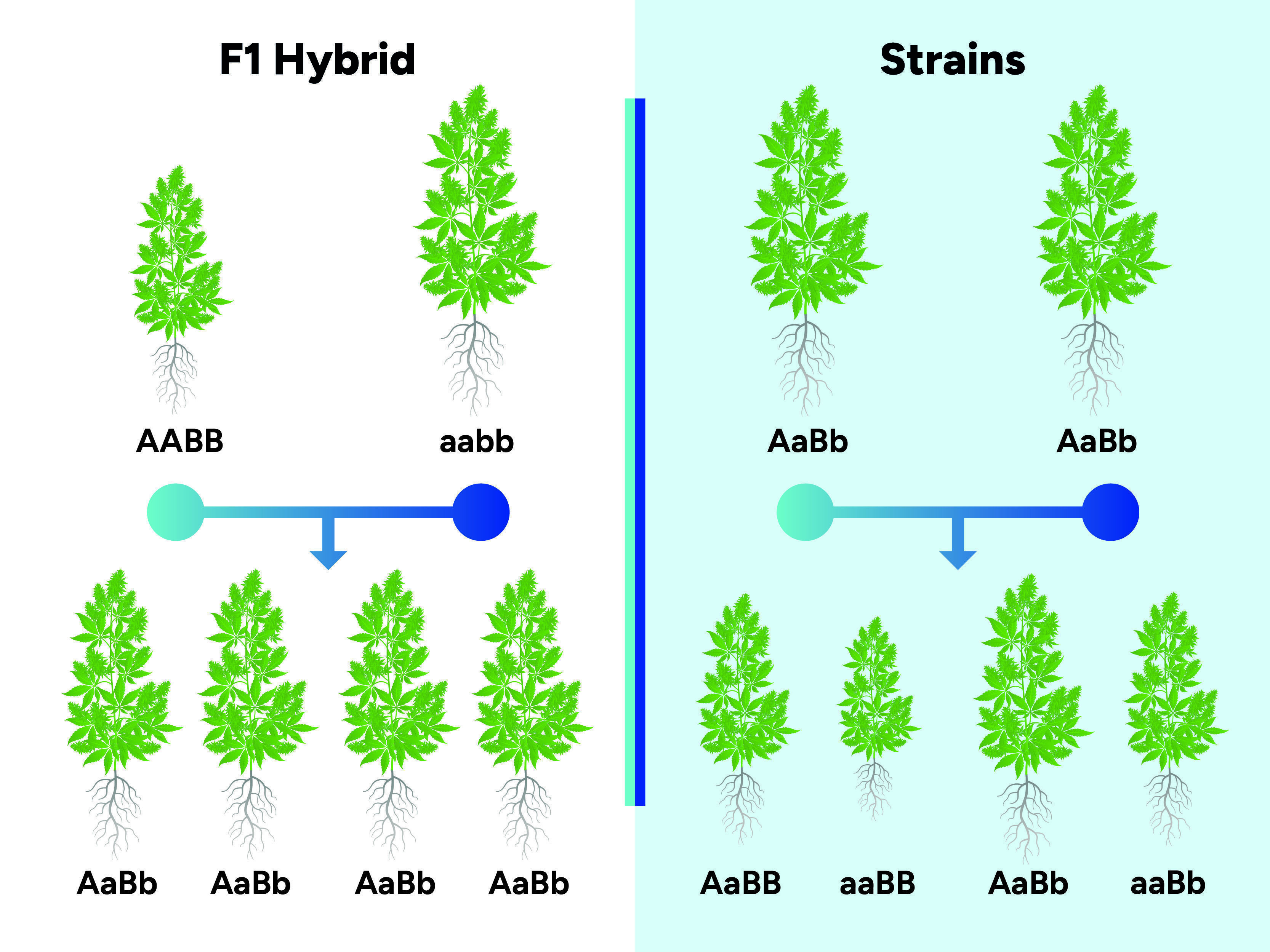Mitä ovat F1-kannabishybridit? Mitä ovat F1-kannabishybridit?