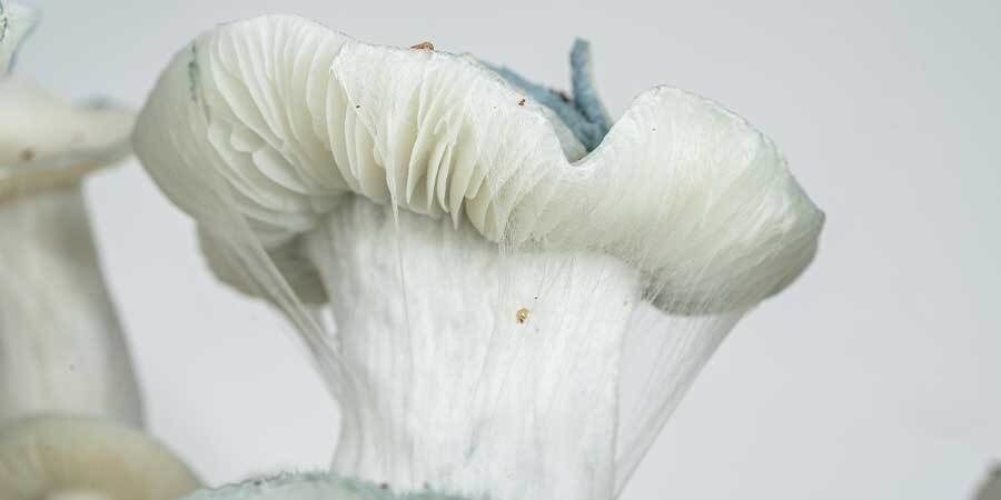 Otsikkokuva: Zamnesia Grow Bag Otsikkokuva: Zamnesia Grow Bag