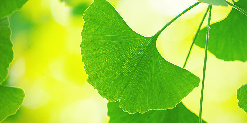 Ota kaikki irti ginkgo bilobasta Ota kaikki irti ginkgo bilobasta