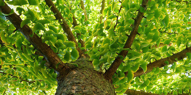 Miksi Ginkgo bilobaa kutsutaan ”eläväksi fossiiliksi” Miksi Ginkgo bilobaa kutsutaan ”eläväksi fossiiliksi”