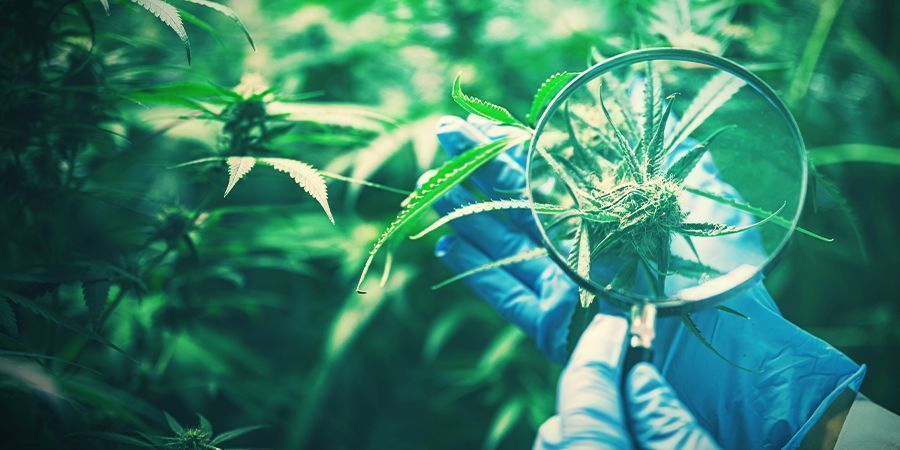 Haluttujen kannabisgenetiikkojen säilyttäminen Haluttujen kannabisgenetiikkojen säilyttäminen