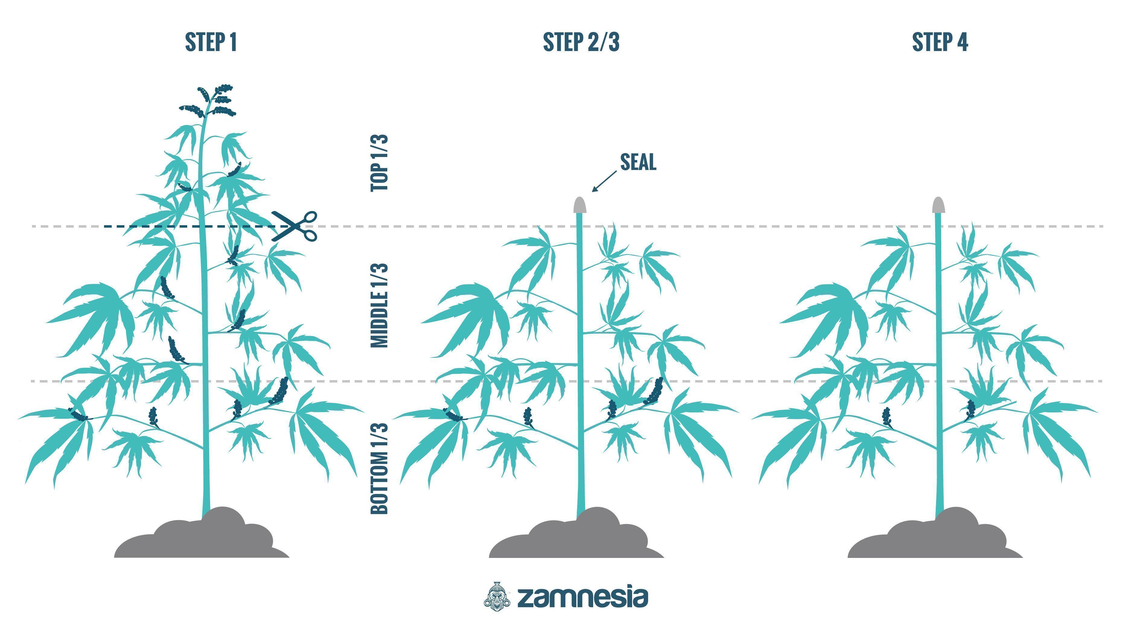 Kuinka regeneroida kannabiskasvit Kuinka regeneroida kannabiskasvit