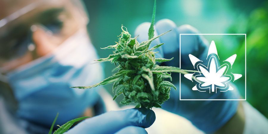 Kannabiskasvien regenerointi Kannabiskasvien regenerointi