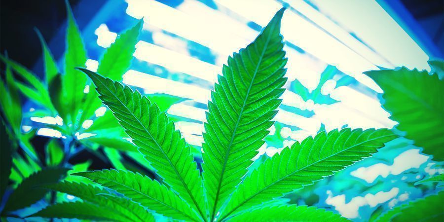 Miten kannabiksen regenerointi toimii? Miten kannabiksen regenerointi toimii?