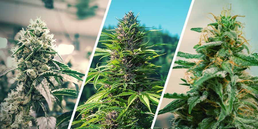 Sisätiloissa vs ulkotiloissa vs Autoflower Kannabiksen regenerointi: sisätiloissa vs ulkotiloissa vs Autoflower