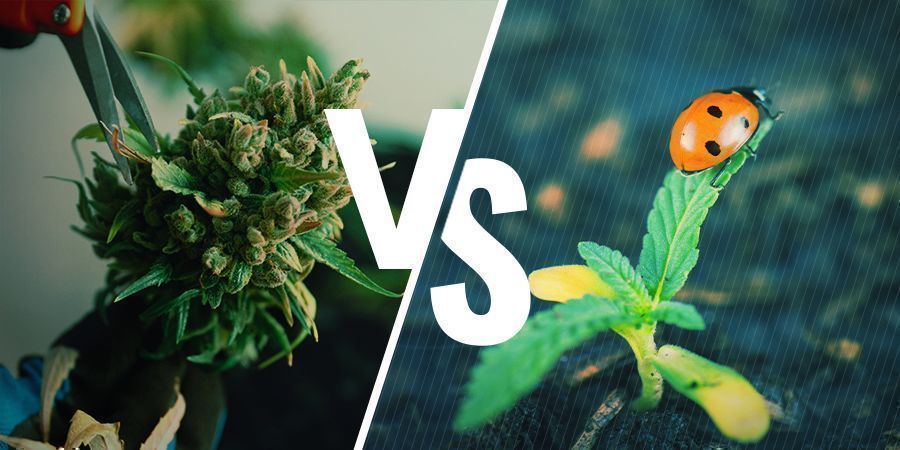 Kannabiksen regeneroinnin hyvät ja huonot puolet Kannabiksen regeneroinnin hyvät ja huonot puolet