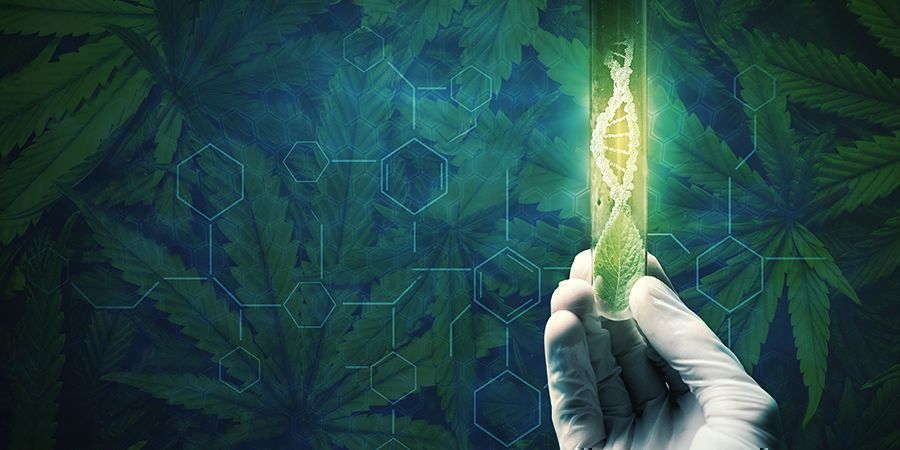 Syitä kannabiskasvien regenerointiin Syitä kannabiskasvien regenerointiin