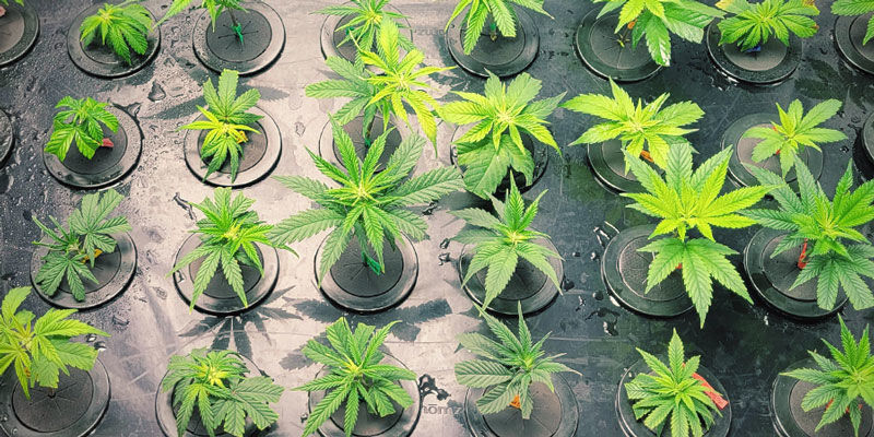 Aeroponia seuraavan sukupolven kasvattajille AEROPONICS FOR NEXT-GEN GROWERS