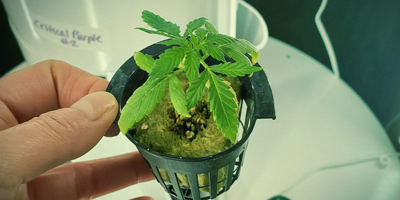 Hydroponiset ravinteet ja pH HYDROPONIC NUTRIENTS AND PH